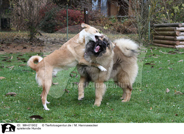spielende Hunde / playing dogs / MH-01902