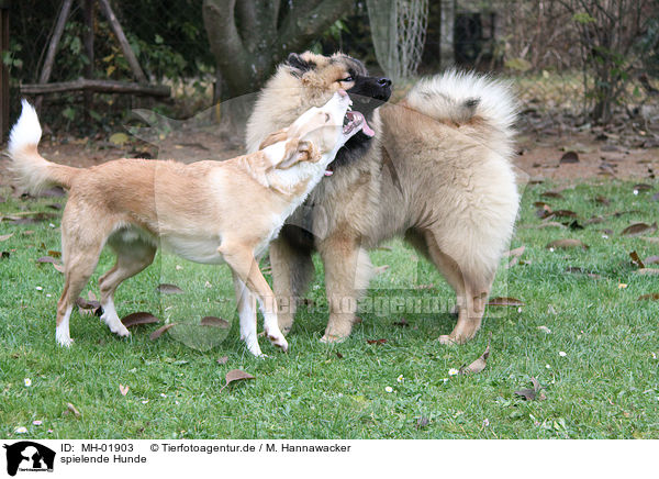 spielende Hunde / playing dogs / MH-01903