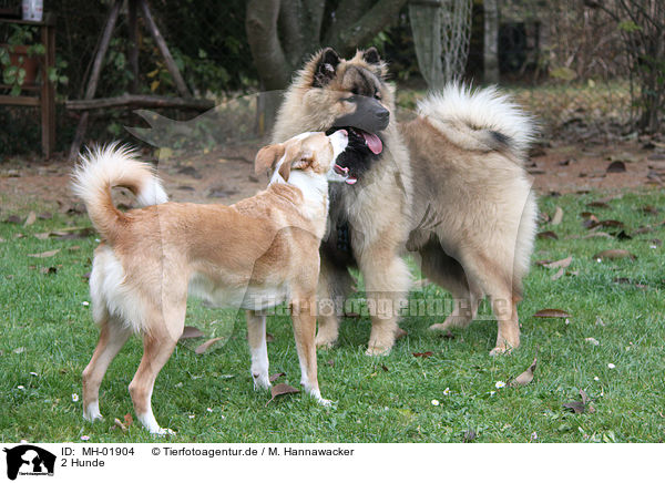 2 Hunde / 2 dogs / MH-01904