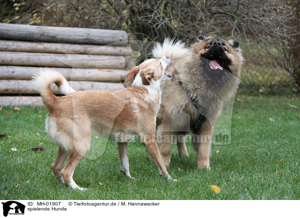 spielende Hunde / playing dogs / MH-01907