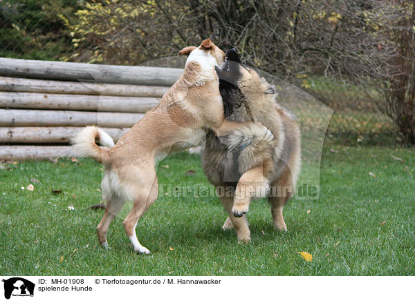 spielende Hunde / playing dogs / MH-01908