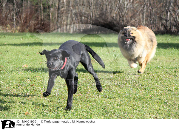 rennende Hunde / running dogs / MH-01909