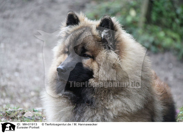 Eurasier Portrait / Eurasian Portrait / MH-01913