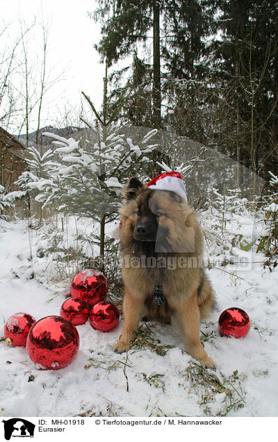 Eurasier / Eurasian / MH-01918