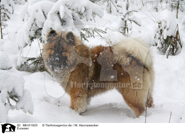 Eurasier / Eurasian / MH-01920