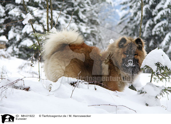 Eurasier / Eurasian / MH-01922