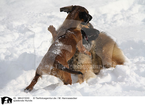 spielende Hunde / playing dogs / MH-01930