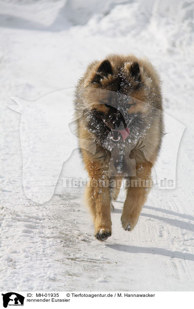 rennender Eurasier / running Eurasier / MH-01935