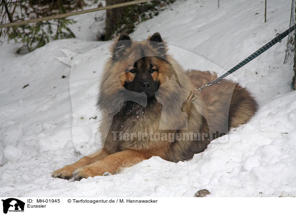 Eurasier / MH-01945