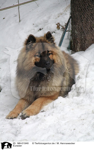 Eurasier / Eurasian / MH-01946