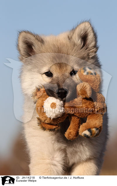 Eurasier Welpe / Eurasier Puppy / JH-14218