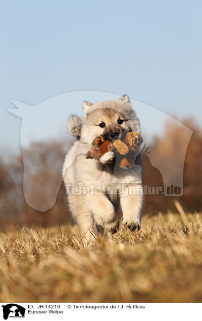 Eurasier Welpe / Eurasier Puppy / JH-14219
