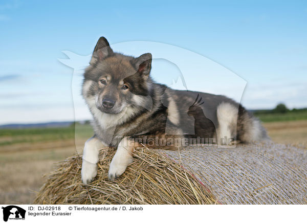 liegender Eurasier / lying Eurasier / DJ-02918