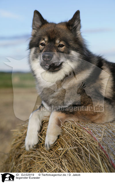 liegender Eurasier / lying Eurasier / DJ-02919