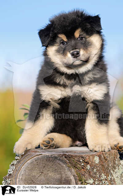 Eurasier Welpe / DJ-02928