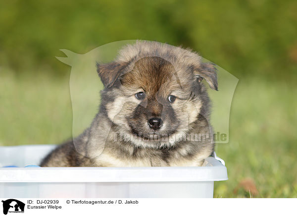 Eurasier Welpe / DJ-02939