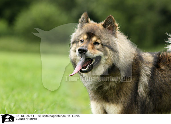 Eurasier Portrait / Eurasian Portrait / KL-09714