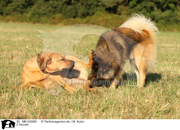 2 Hunde / 2 dogs / MK-02696