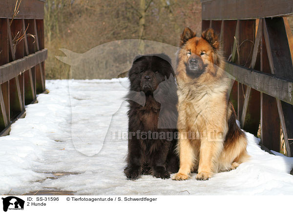 2 Hunde / 2 dogs / SS-31596