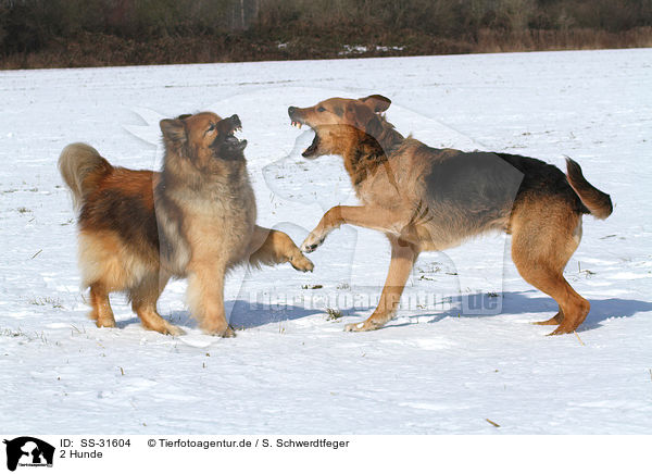 2 Hunde / 2 dogs / SS-31604