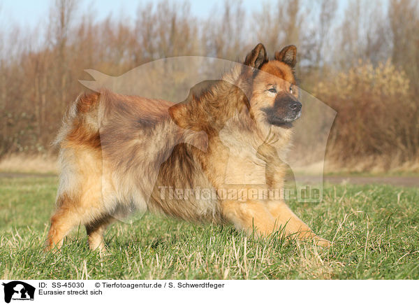 Eurasier streckt sich / stretching eurasian dog / SS-45030
