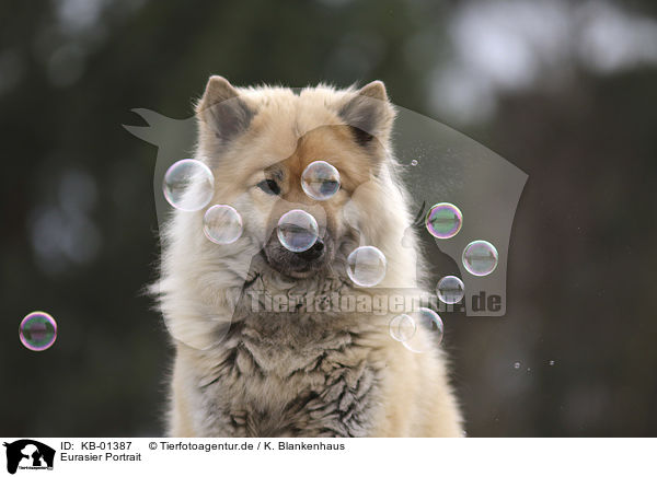 Eurasier Portrait / Eurasian Dog portrait / KB-01387
