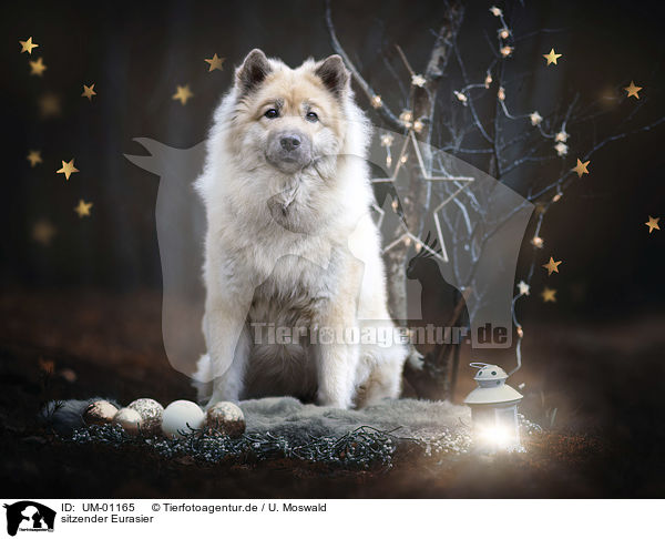 sitzender Eurasier / sitting Eurasian Dog / UM-01165