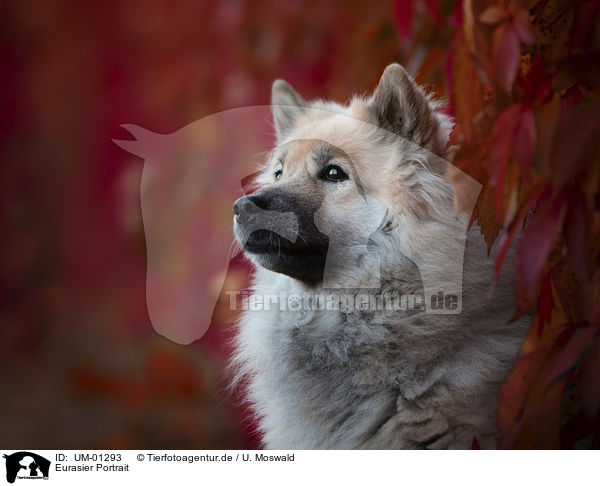 Eurasier Portrait / Eurasian Dog portrait / UM-01293