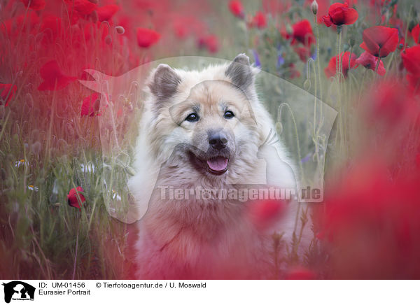 Eurasier Portrait / Eurasian Dog portrait / UM-01456