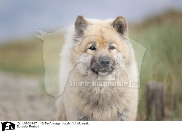 Eurasier Portrait / Eurasian Dog portrait / UM-01497