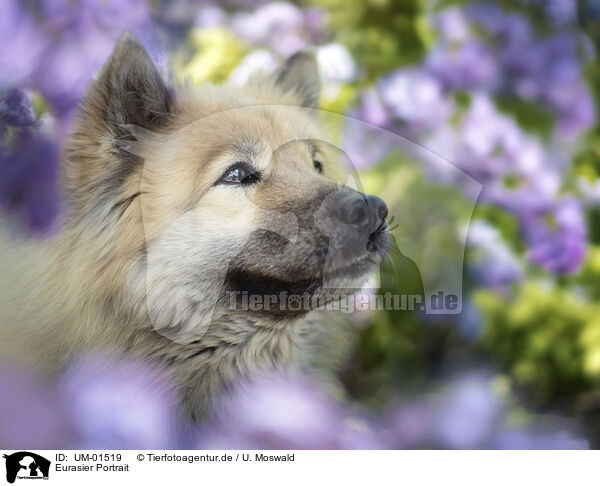 Eurasier Portrait / Eurasian Dog portrait / UM-01519
