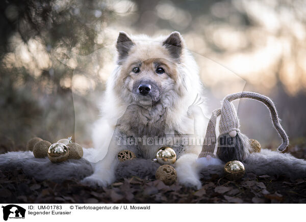 liegender Eurasier / lying Eurasian Dog / UM-01783