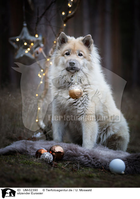 sitzender Eurasier / sitting eurasian dog / UM-02390