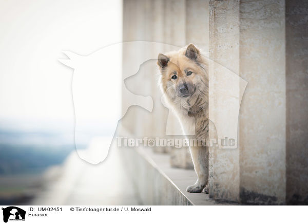 Eurasier / UM-02451
