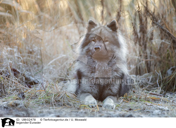 liegender Eurasier / UM-02478