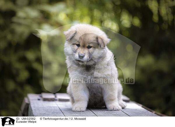 Eurasier Welpe / eurasian puppy / UM-02582