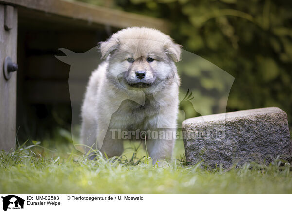Eurasier Welpe / eurasian puppy / UM-02583