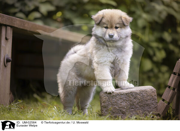 Eurasier Welpe / eurasian puppy / UM-02584