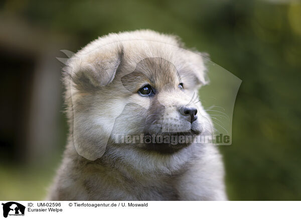 Eurasier Welpe / eurasian puppy / UM-02596