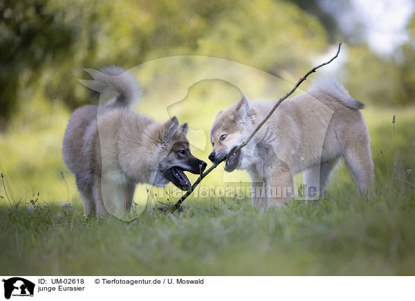 junge Eurasier / young eurasians / UM-02618