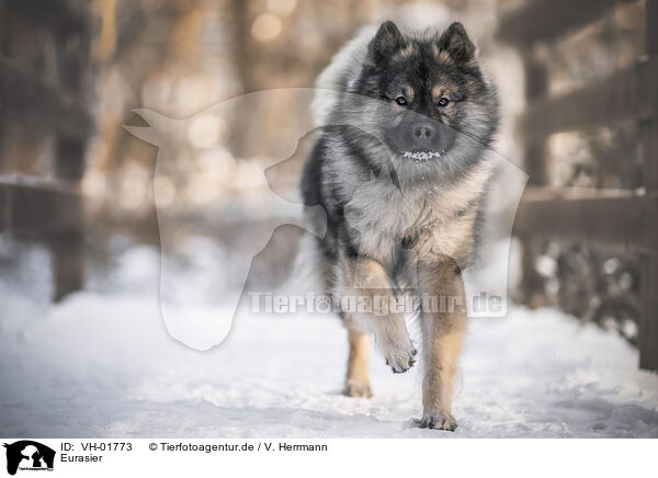 Eurasier / Eurasian Dog / VH-01773