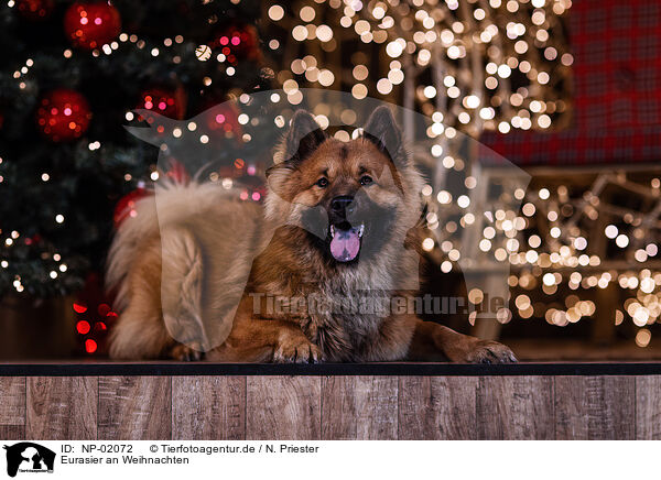 Eurasier an Weihnachten / Eurasier at christmas / NP-02072