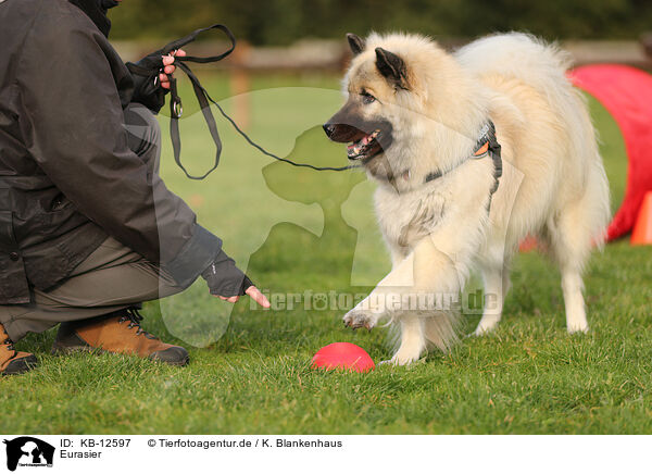 Eurasier / eurasian / KB-12597