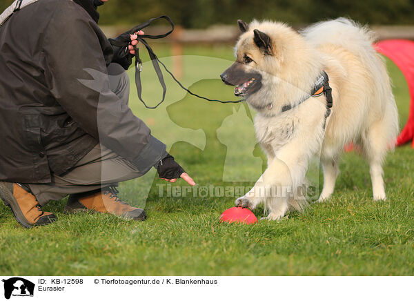 Eurasier / KB-12598