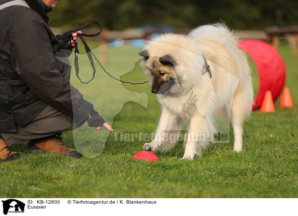 Eurasier / eurasian / KB-12600