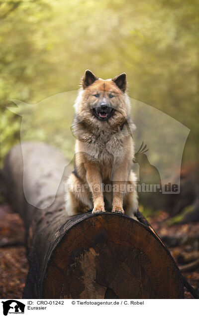 Eurasier / eurasian / CRO-01242