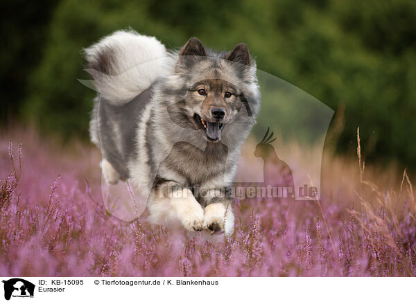 Eurasier / Eurasier / KB-15095
