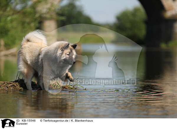 Eurasier / Eurasier / KB-15546
