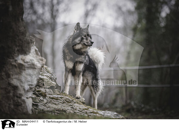 Eurasier / MAH-04411