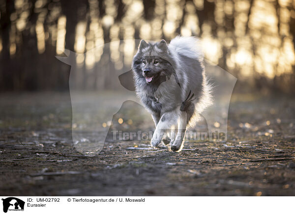 Eurasier / UM-02792
